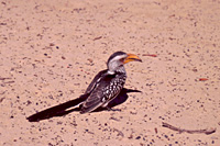 Immagini di viaggio - Foto Botswana - Natura selvaggia, popoli e animali