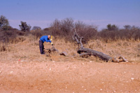 Immagini di viaggio - Foto Botswana - Natura selvaggia, popoli e animali