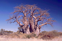 Immagini di viaggio - Foto Botswana - Natura selvaggia, popoli e animali