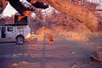 Immagini di viaggio - Foto Botswana - Natura selvaggia, popoli e animali