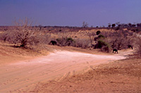Immagini di viaggio - Foto Botswana - Natura selvaggia, popoli e animali