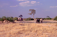 Immagini di viaggio - Foto Botswana - Natura selvaggia, popoli e animali
